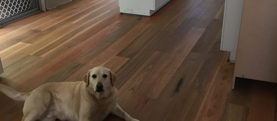 Dog Lay At The Wooden Floor — Timber Floors In Central Coast, NSW