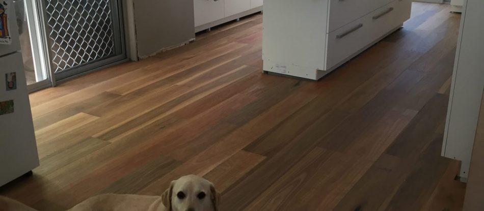 View Of A Dog Lay At The Wooden Floor — Timber Floors In Central Coast, NSW