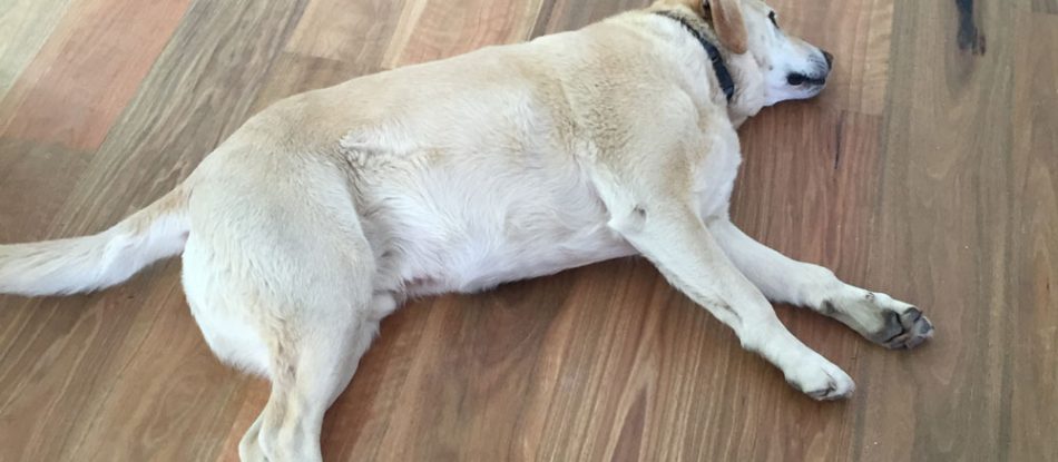 Dog Sleeping At The Spotted Gum Brushed Matt Floor — Timber Floors In Central Coast, NSW